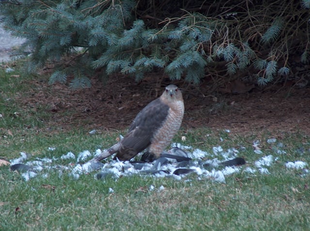 A Hawk