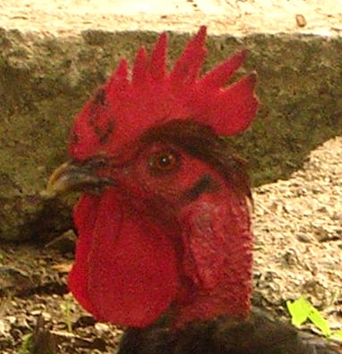 A story of my struggle to the death with one rooster