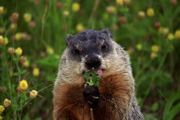Groundhog day at the Barnes house