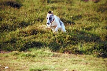 Do I tell my floating dog story?