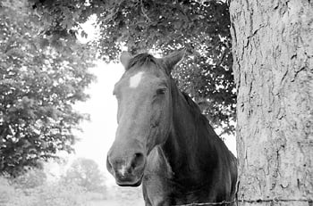 Funny horse stories (#1)