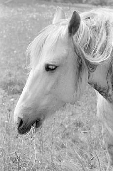 Horse stories of a different color (#2)
