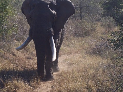 Rogue elephants like rebellious teenagers