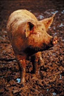 Pol Pot and Me: My year of living dangerously