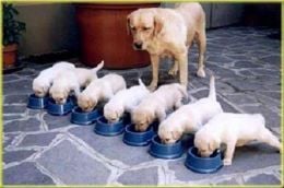 Fathers becoming mothers