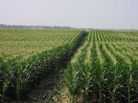 Angel in the cornfield