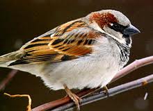 His eye is on the sparrow