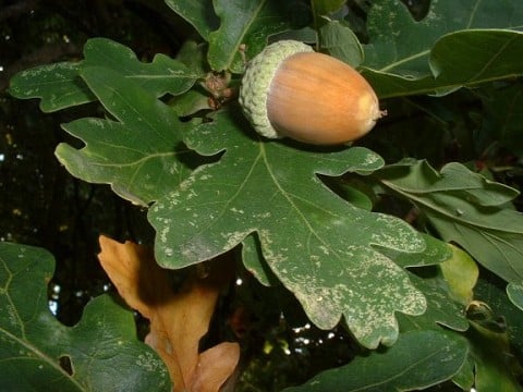 The fragile seed of the kingdom