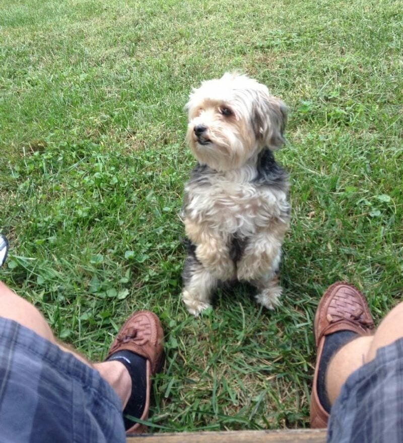 Living Like Deaf Dogs