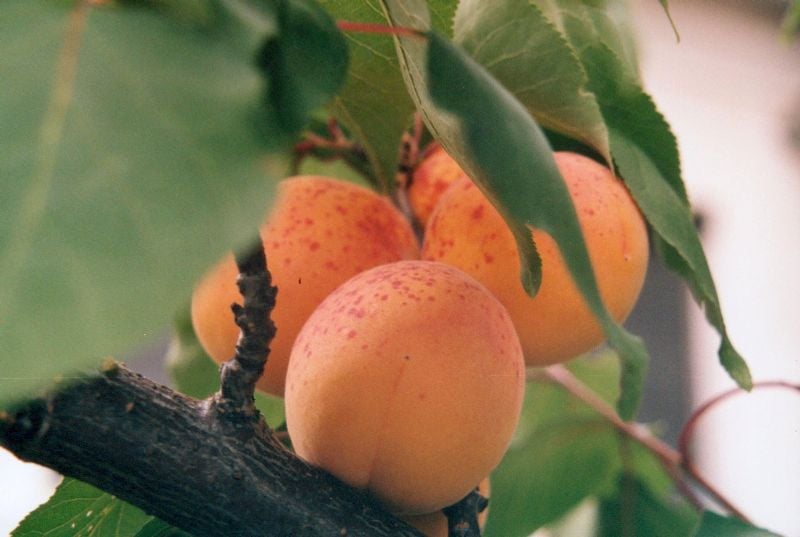 Here's How to Take Inventory of The Fruit of Your Life