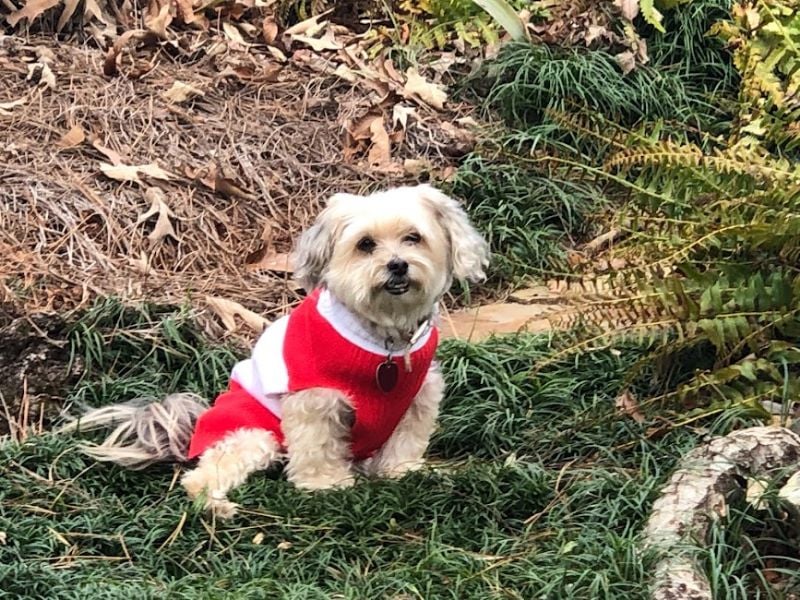 What My Dog Has Taught Me